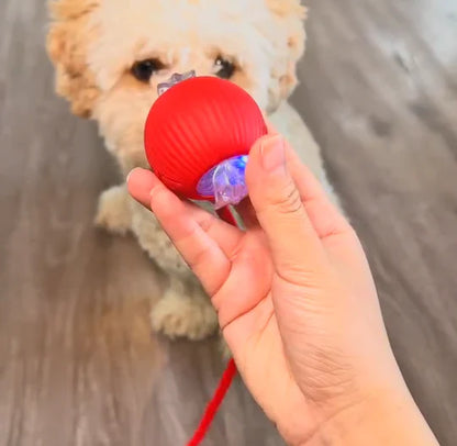 NovaBall™ | Den smarte måde at berolige din hund naturligt